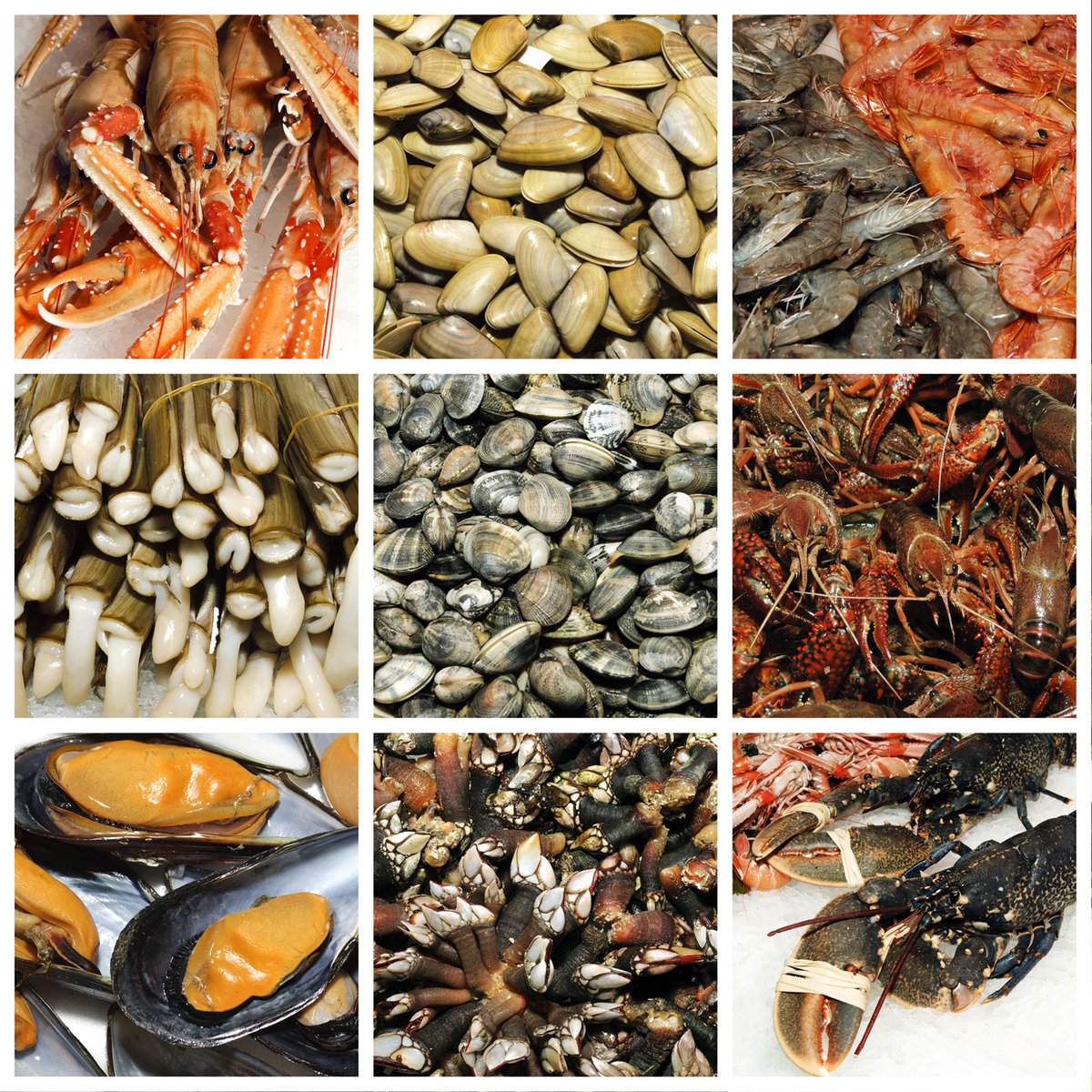 Variedad de mariscos