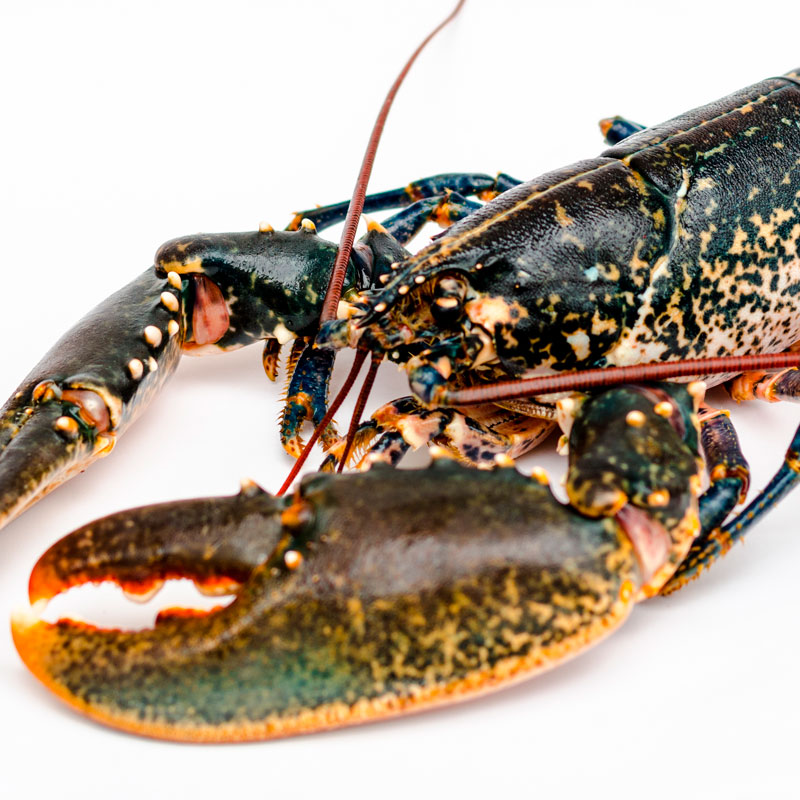 Bogavante vivo